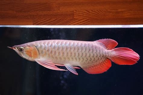 紅龍魚品種|紅龍魚 飼養方法 品種介紹